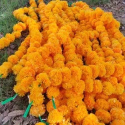 Mango Artificial Flower Marigold Garland - 20 Strings